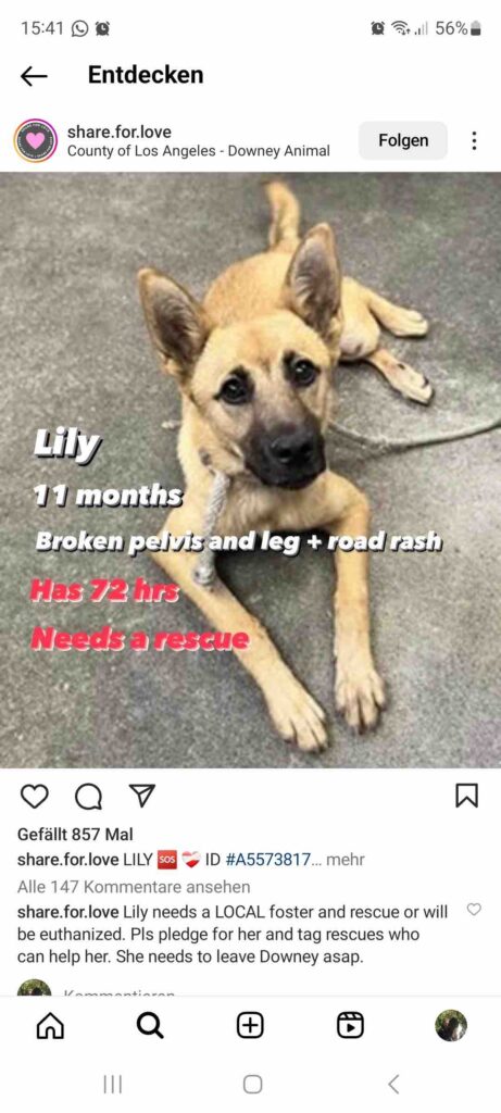 Example Instagram Image of a dog about to be euthanized